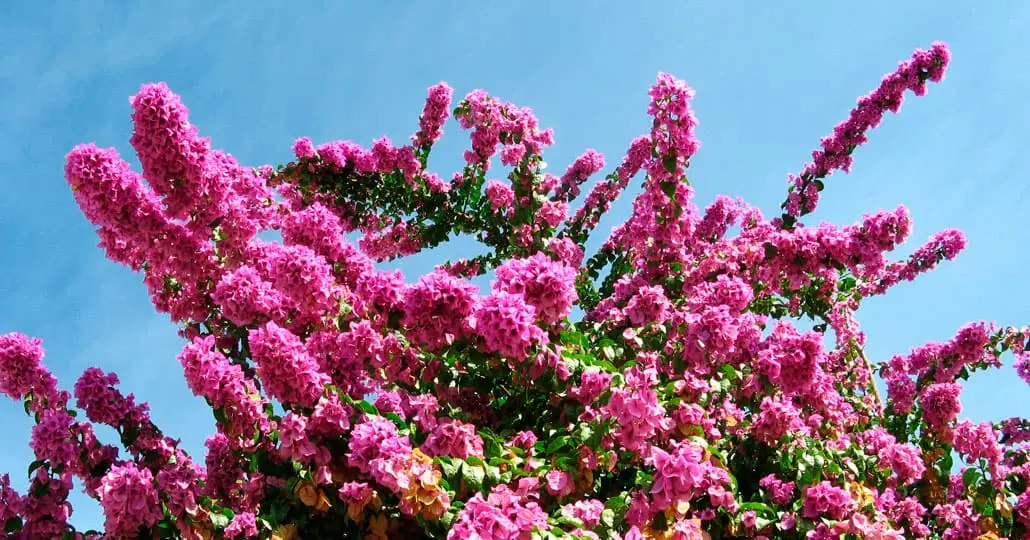 flores rosa mexicano - Por qué se llama rosa mexicano