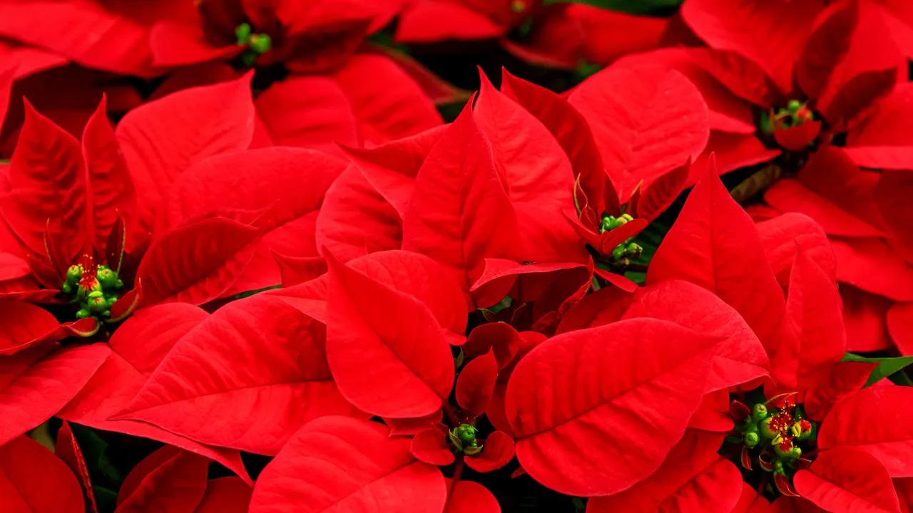 Cuánto dura la flor de nochebuena - Por qué se marchitan las nochebuenas cuanto dura la flor de nochebuena - Por qué se marchitan las nochebuenas