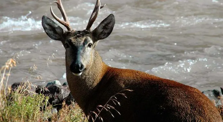 Flora y Fauna del Parque Nacional Nahuel Huapi - Qué actividades se realizan en el Parque Nahuel Huapi flora y fauna del parque nacional nahuel huapi - Qué actividades se realizan en el Parque Nahuel Huapi