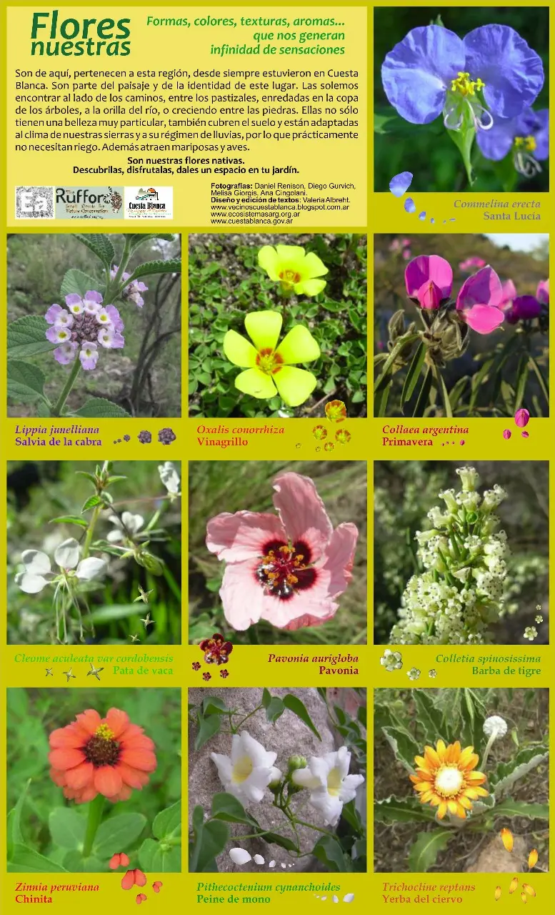 Flora y fauna de la región serrana - Qué animales habitan en el bosque serrano flora y fauna de la region serrana - Qué animales habitan en el bosque serrano