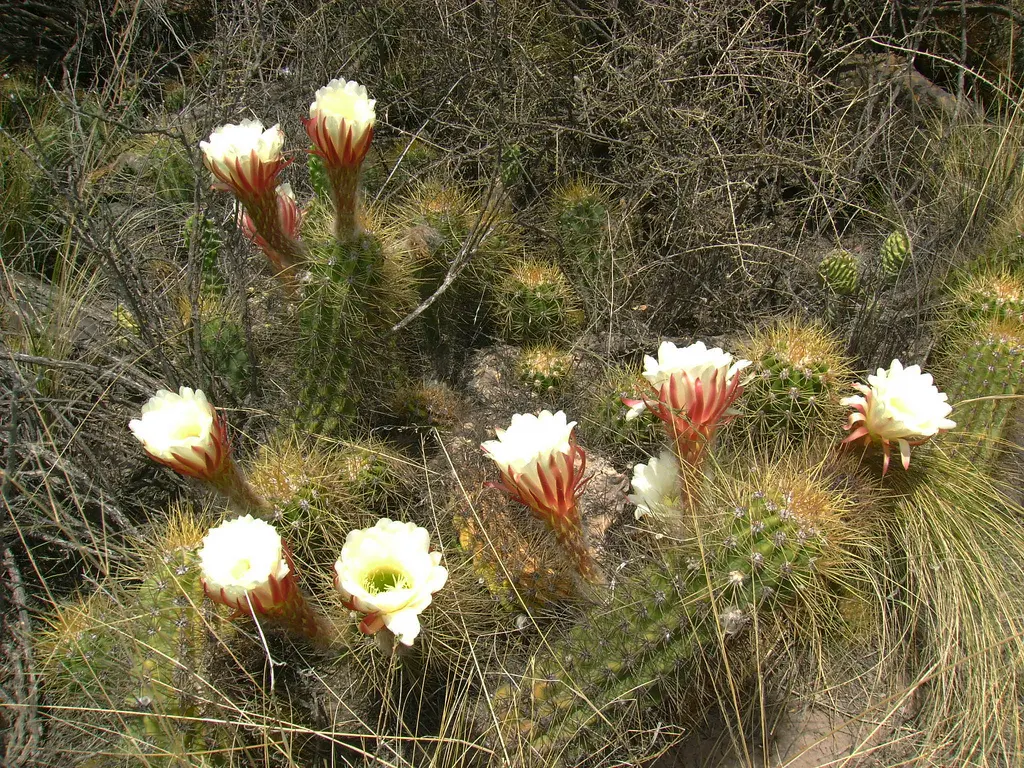Flora del monte argentino - Qué animales habitan en el monte de Argentina flora del monte argentino - Qué animales habitan en el monte de Argentina