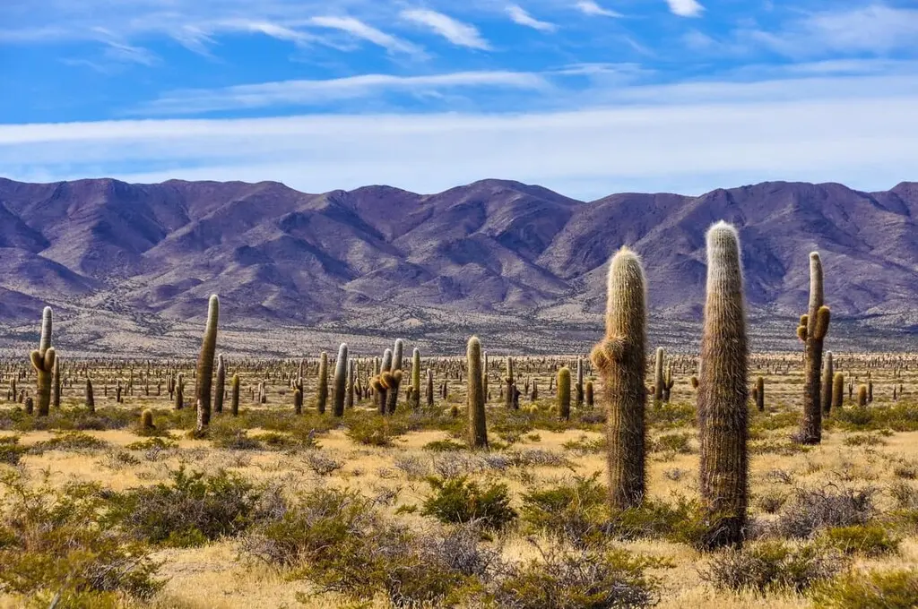 Parque Nacional Los Cardones: Flora y Fauna - Qué animales hay en el Parque Nacional cardones parque nacional los cardones flora y fauna - Qué animales hay en el Parque Nacional cardones