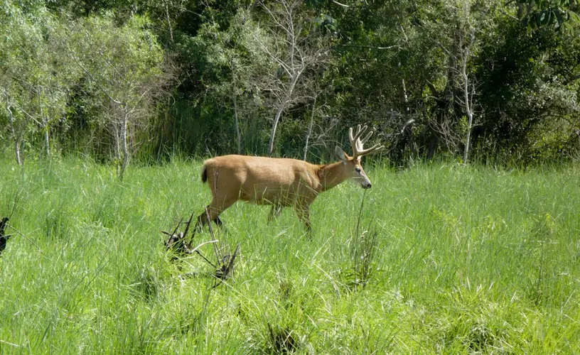 Flora y fauna del Parque Nacional Mburucuyá - Qué animales hay en el Parque Nacional Mburucuya flora y fauna del parque nacional mburucuya - Qué animales hay en el Parque Nacional Mburucuya
