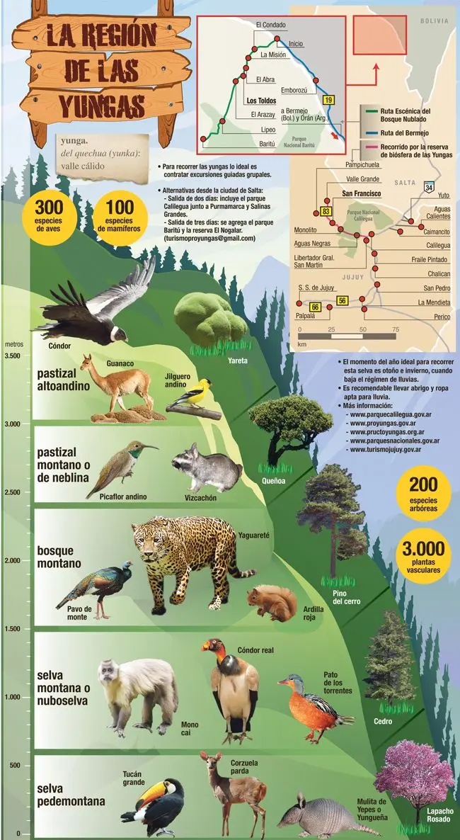 Flora y fauna de los Yungas de Bolivia - Qué animales hay en los Yungas de Bolivia flora y fauna de los yungas bolivia - Qué animales hay en los Yungas de Bolivia