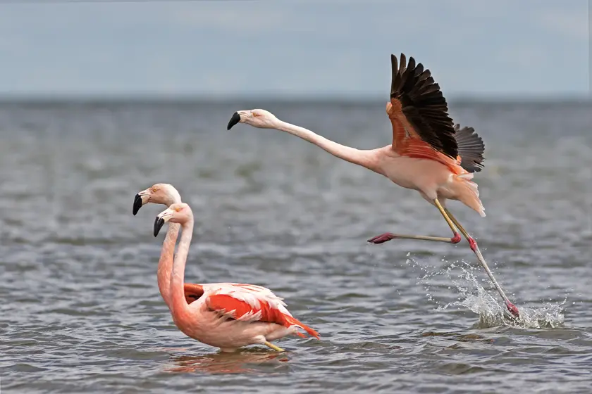Flora y fauna de Miramar de Ansenuza - Qué animales hay en Miramar flora y fauna de miramar de ansenuza - Qué animales hay en Miramar