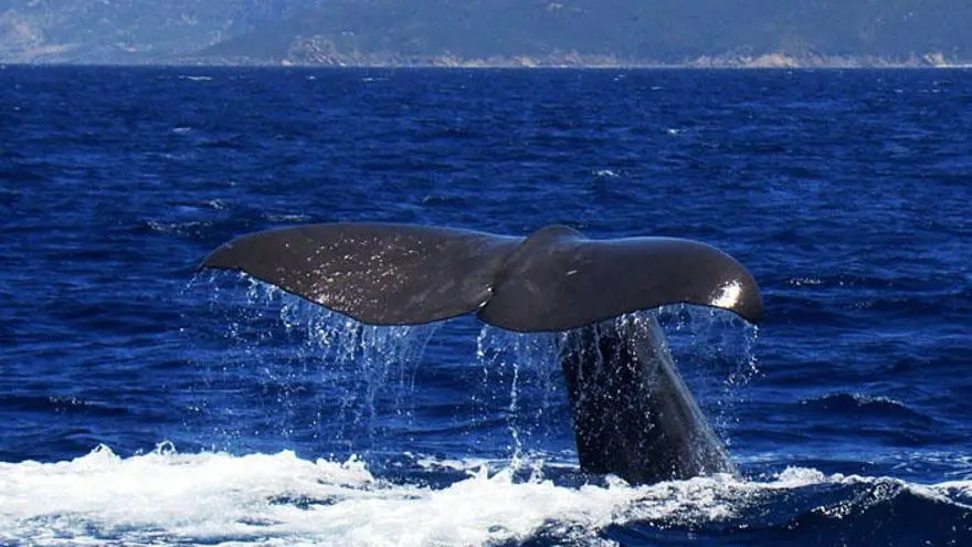 Flora y fauna de Málaga - Qué animales marinos hay en Málaga flora y fauna de malaga - Qué animales marinos hay en Málaga