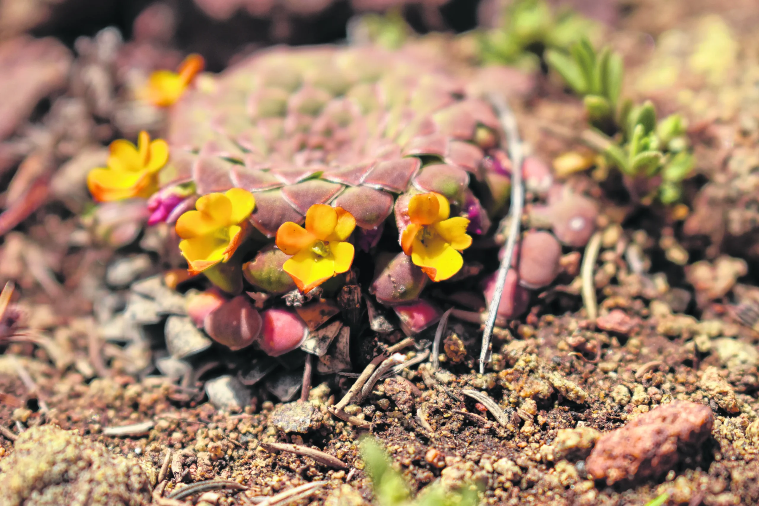 Flora del Parque Nacional Lanín: Un tesoro natural en la Patagonia - Qué animales se encuentran en el Parque Nacional Lanín flora parque nacional lanin - Qué animales se encuentran en el Parque Nacional Lanín