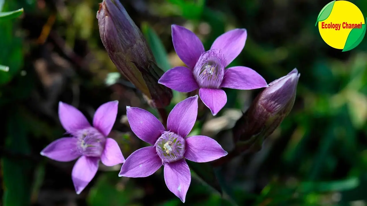 Flora en peligro de extinción en Ecuador - Qué animales y plantas se encuentran en peligro de extinción en el Ecuador flora en peligro de extincion en ecuador - Qué animales y plantas se encuentran en peligro de extinción en el Ecuador