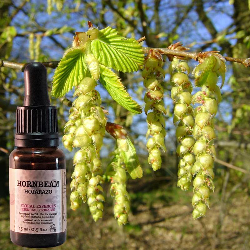 hornbeam flores de bach - Qué aporta Hornbeam