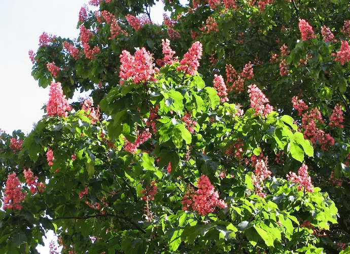 Castaño Rojo: Flores de Bach para la preocupación obsesiva - Qué aporta Impatiens castaño rojo flores de bach - Qué aporta Impatiens