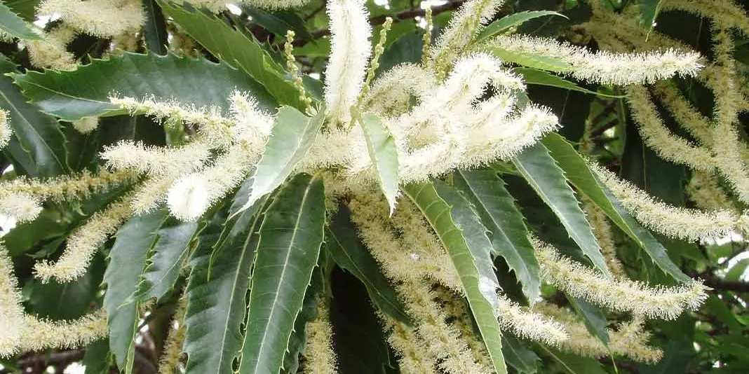 sweet chestnut flores de bach - Qué aporta Sweet Chestnut
