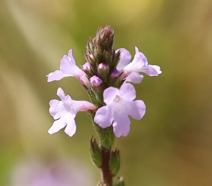 vervain flores de bach - Qué aporta Vervain