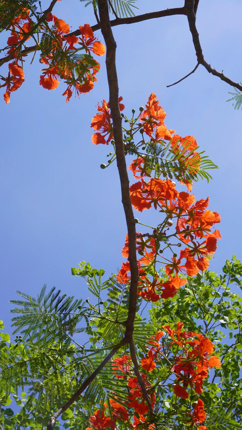 arbol con flores naranjas - Qué árbol es el chivato