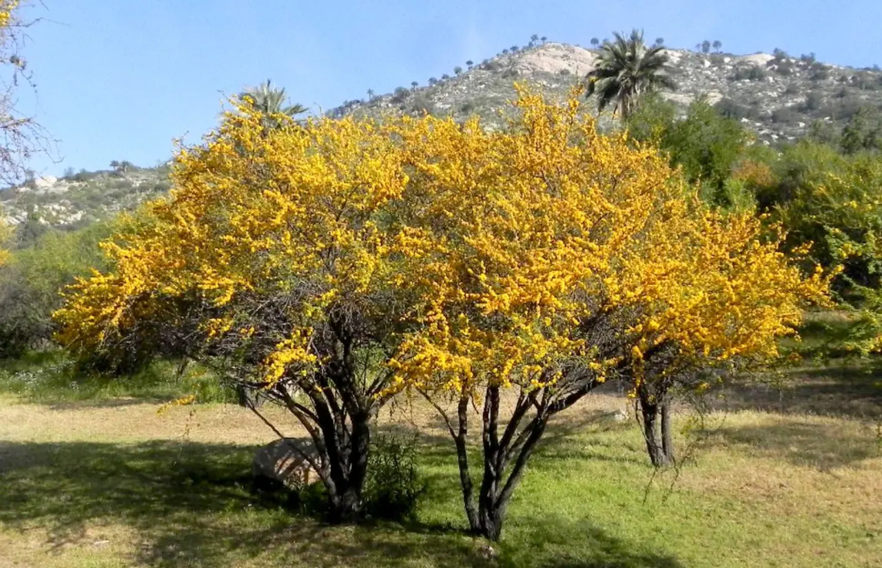 flor de espinillo - Qué árbol es el espinillo