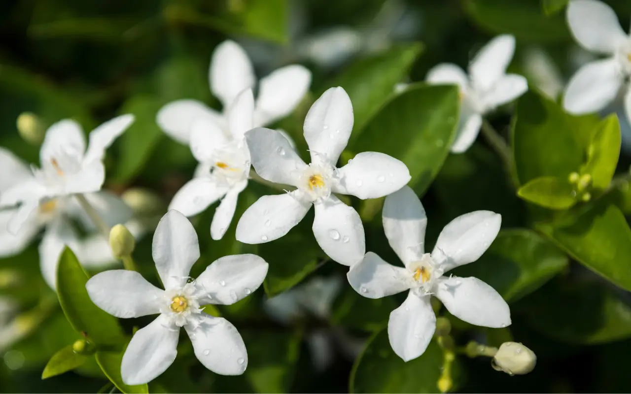 El Aroma de las Flores Blancas - Qué aroma tiene las flores aroma flores blancas - Qué aroma tiene las flores