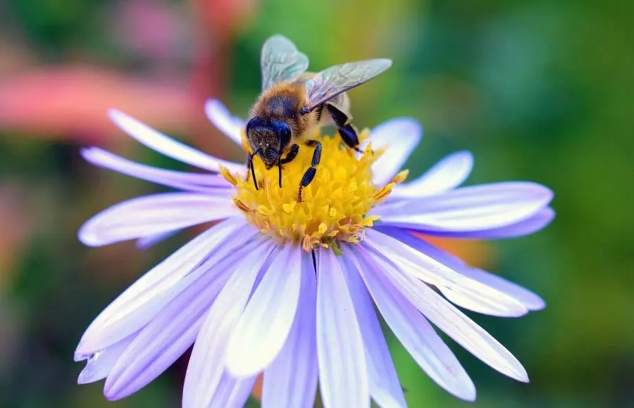 imagenes de abejas con flores - Qué atrae a las abejas en una casa