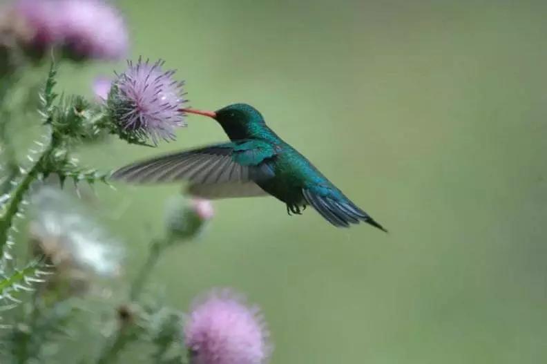 Flores ornitófilas: la belleza que atrae a las aves - Qué aves ayudan a la polinización flores ornitofilas - Qué aves ayudan a la polinización