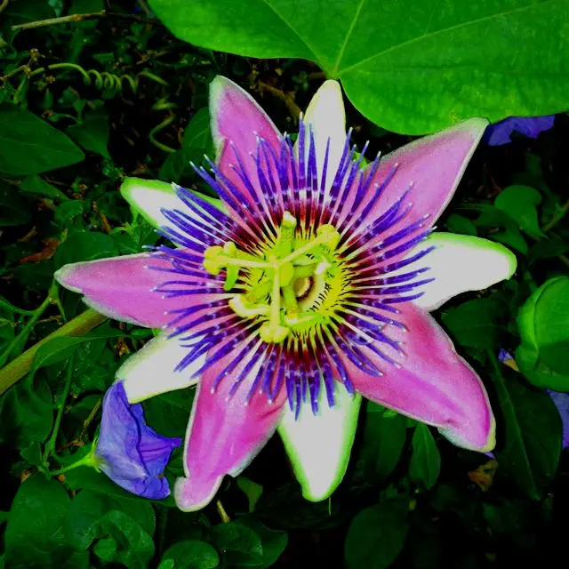 Flor de Paraguay: Un tesoro natural lleno de belleza y beneficios - Qué beneficios tiene el Burucuyá flor de paraguay - Qué beneficios tiene el Burucuyá