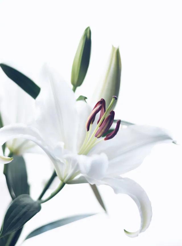 La belleza y simbolismo de la flor de lirio blanco - Qué beneficios tiene el lirio blanco flor de lirio blanco - Qué beneficios tiene el lirio blanco