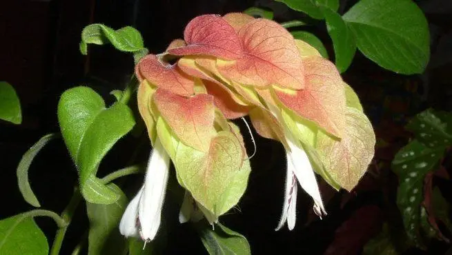 Flor de camarón usos medicinales - Qué beneficios tiene el tabachin flor de camarón usos medicinales - Qué beneficios tiene el tabachin