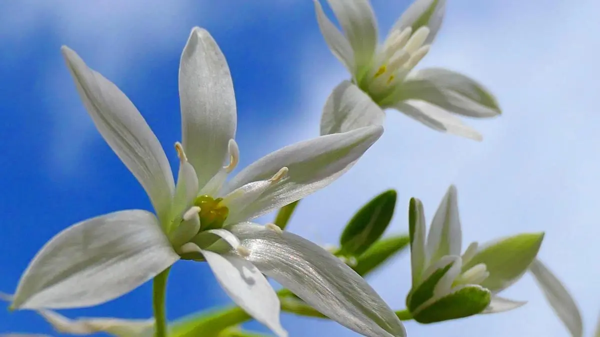 Estrella de Belén: Flores de Bach para el equilibrio emocional - Qué beneficios tiene la estrella de Belén estrella de belen flores de bach - Qué beneficios tiene la estrella de Belén