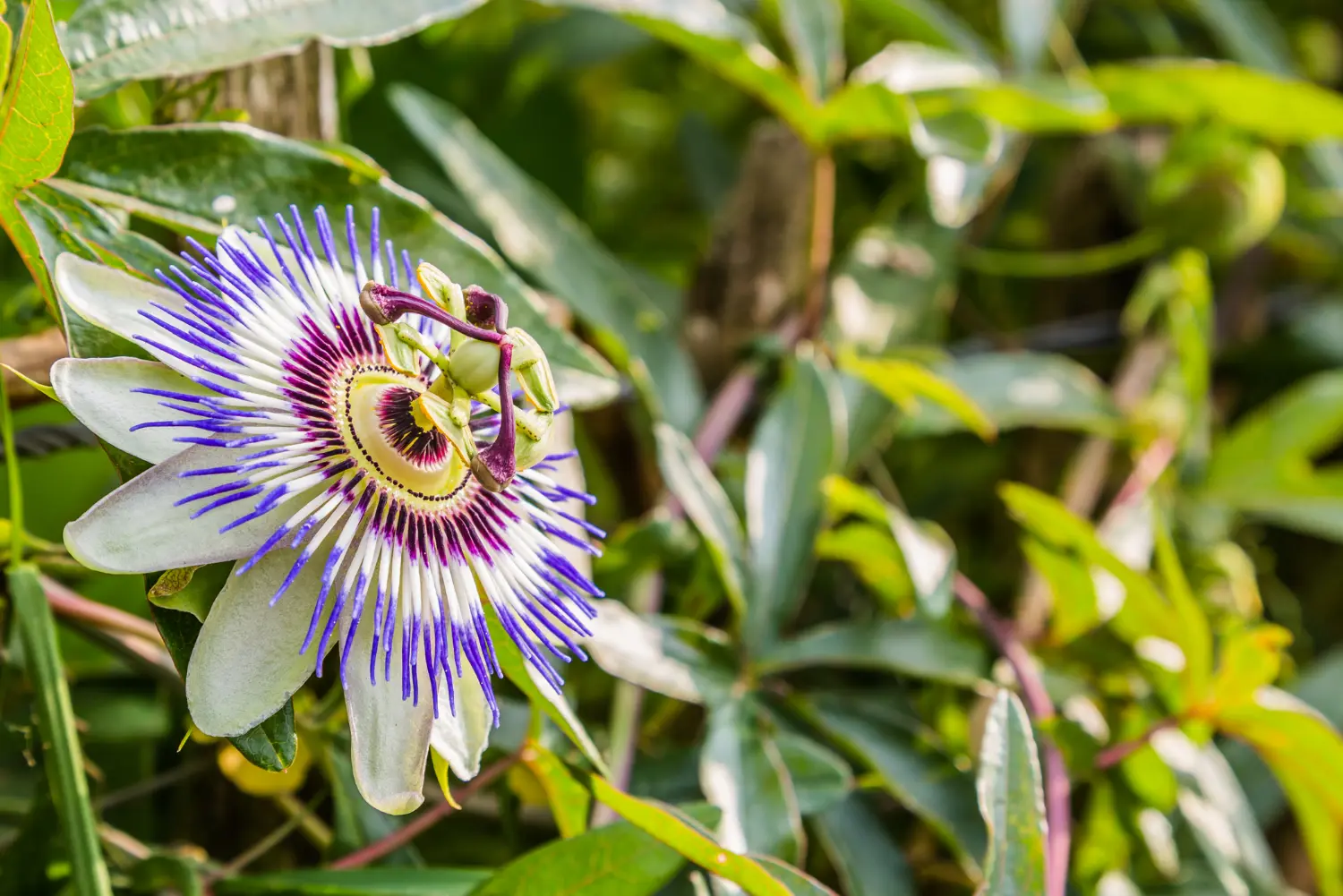 Flor de la pasión: para qué sirve y beneficios - Qué beneficios tiene la fruta de la pasión flor de la pasion para que sirve - Qué beneficios tiene la fruta de la pasión