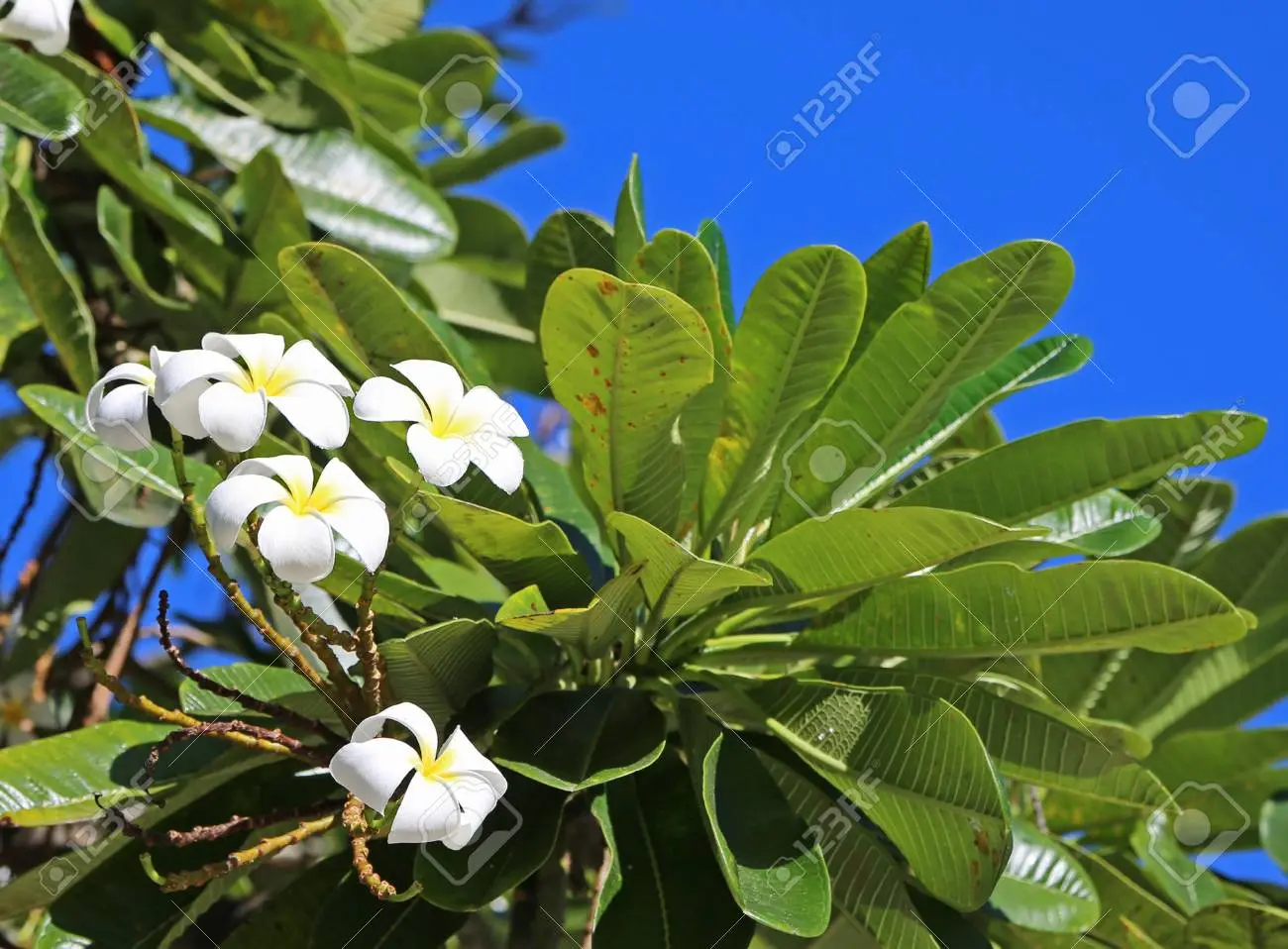 arbol de flor hawaiana - Qué beneficios tiene la Plumeria