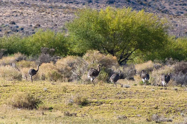 flora y fauna de la patagonia andina - Qué bioma tiene la Patagonia andina