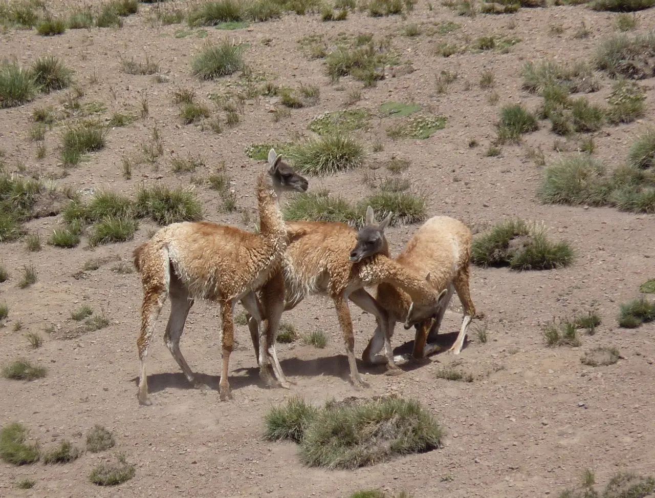 Aconcagua: Flora y Fauna en el Parque Provincial - Qué características tiene el Aconcagua aconcagua flora y fauna - Qué características tiene el Aconcagua
