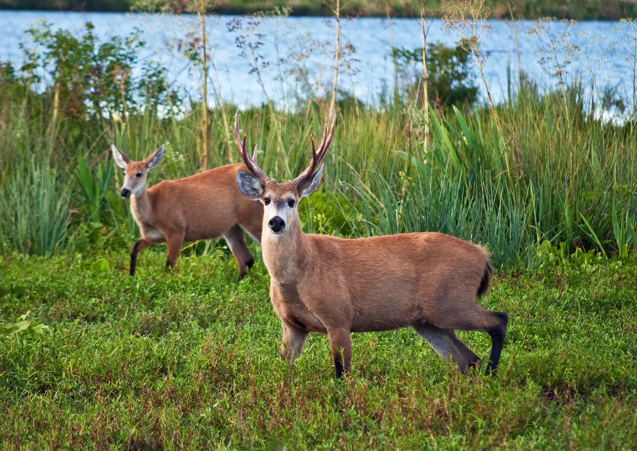 parque nacional ciervo de los pantanos flora y fauna - Qué características tiene el ciervo de los pantanos
