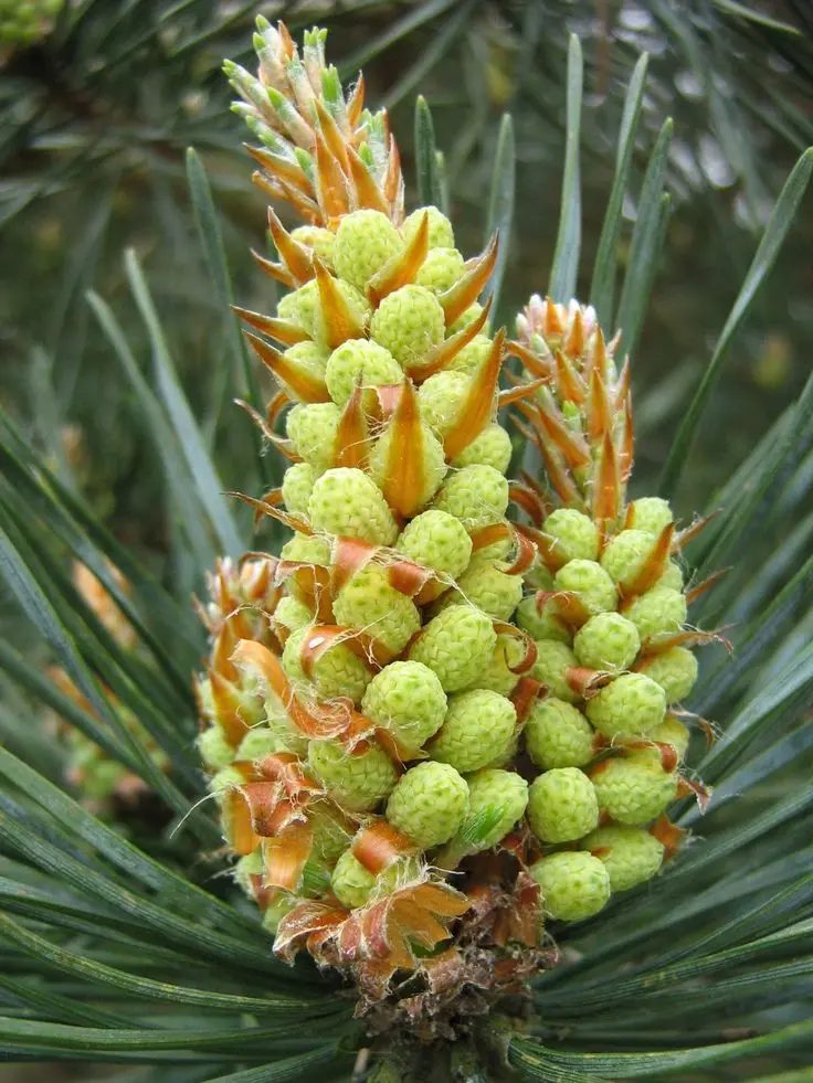 flor del pino silvestre - Qué características tiene el pino silvestre