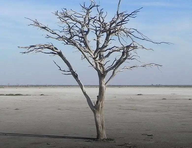 flora y fauna de mar chiquita - Qué características tiene la laguna de Mar Chiquita