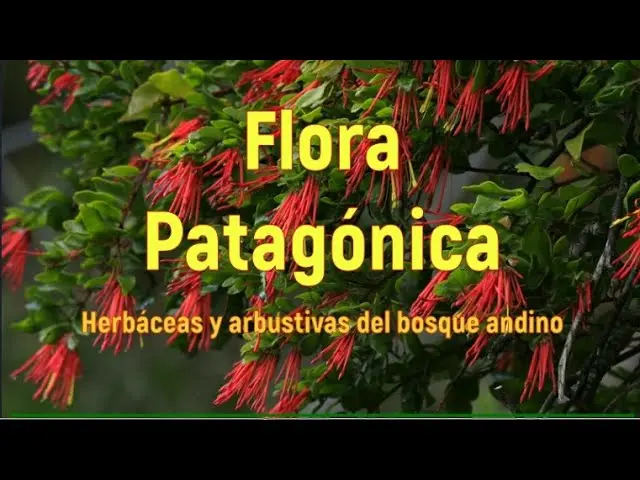 flora del bosque andino - Qué características tienen los bosques andinos