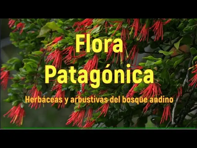 Flora del Bosque Andino - Qué características tienen los bosques andinos flora del bosque andino - Qué características tienen los bosques andinos