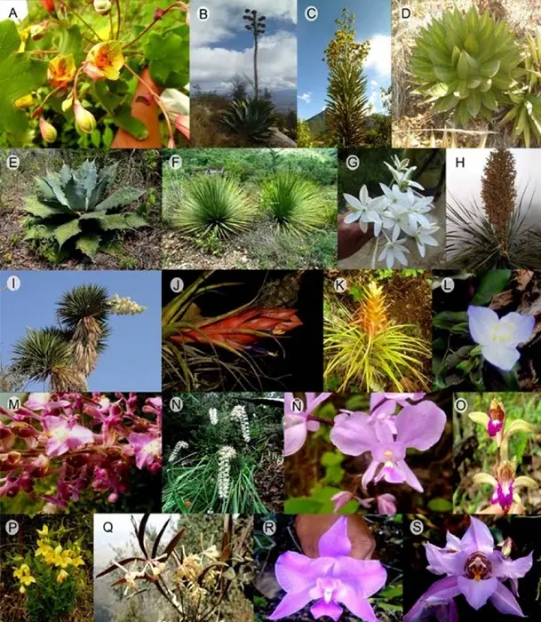 flora de valles centrales - Qué caracteriza a los Valles Centrales