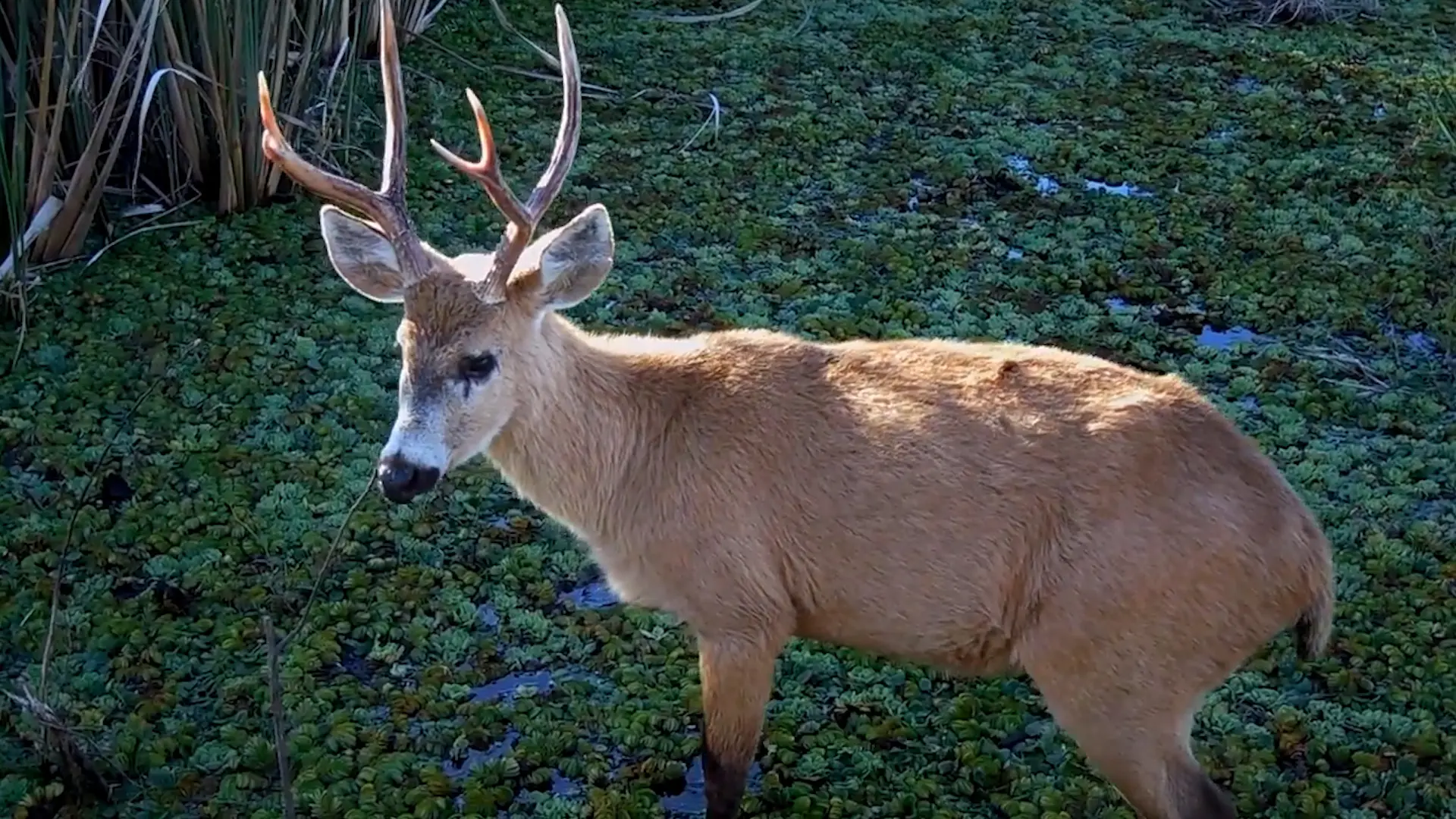 parque nacional ciervo de los pantanos flora y fauna - Qué clase de animal es el ciervo de los pantanos
