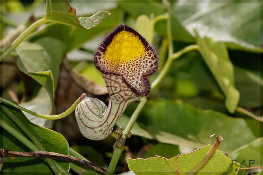 flor de patito planta - Qué clase de planta es la aristolochia
