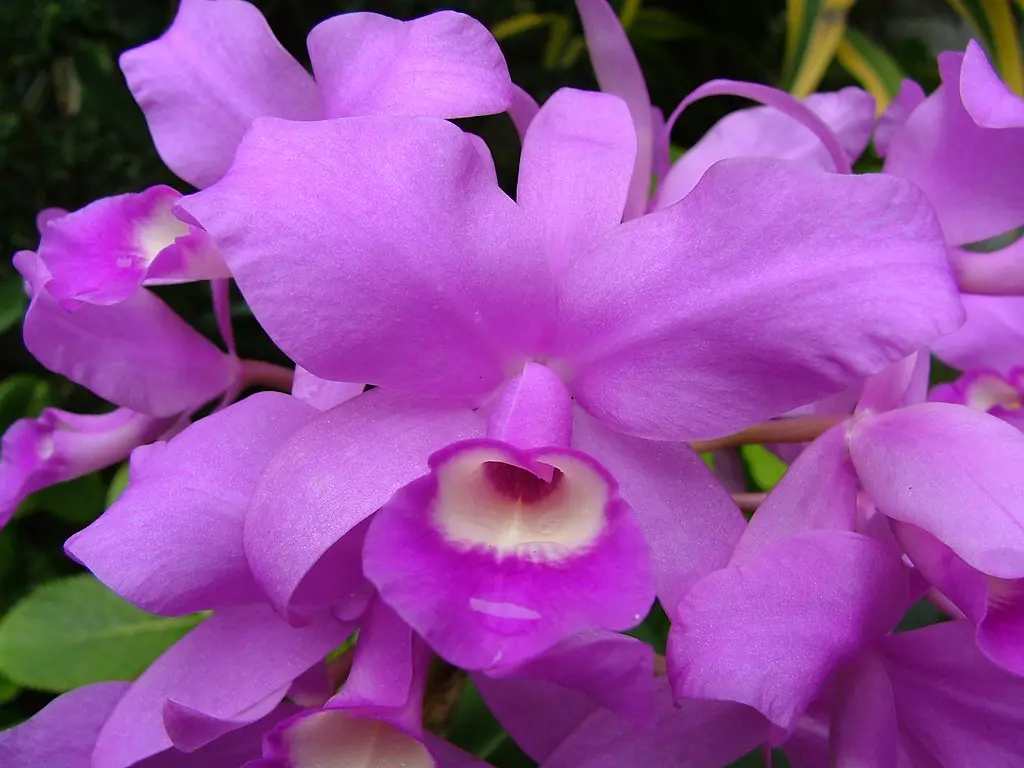 costa rica flor nacional - Qué color es la flor nacional de Costa Rica