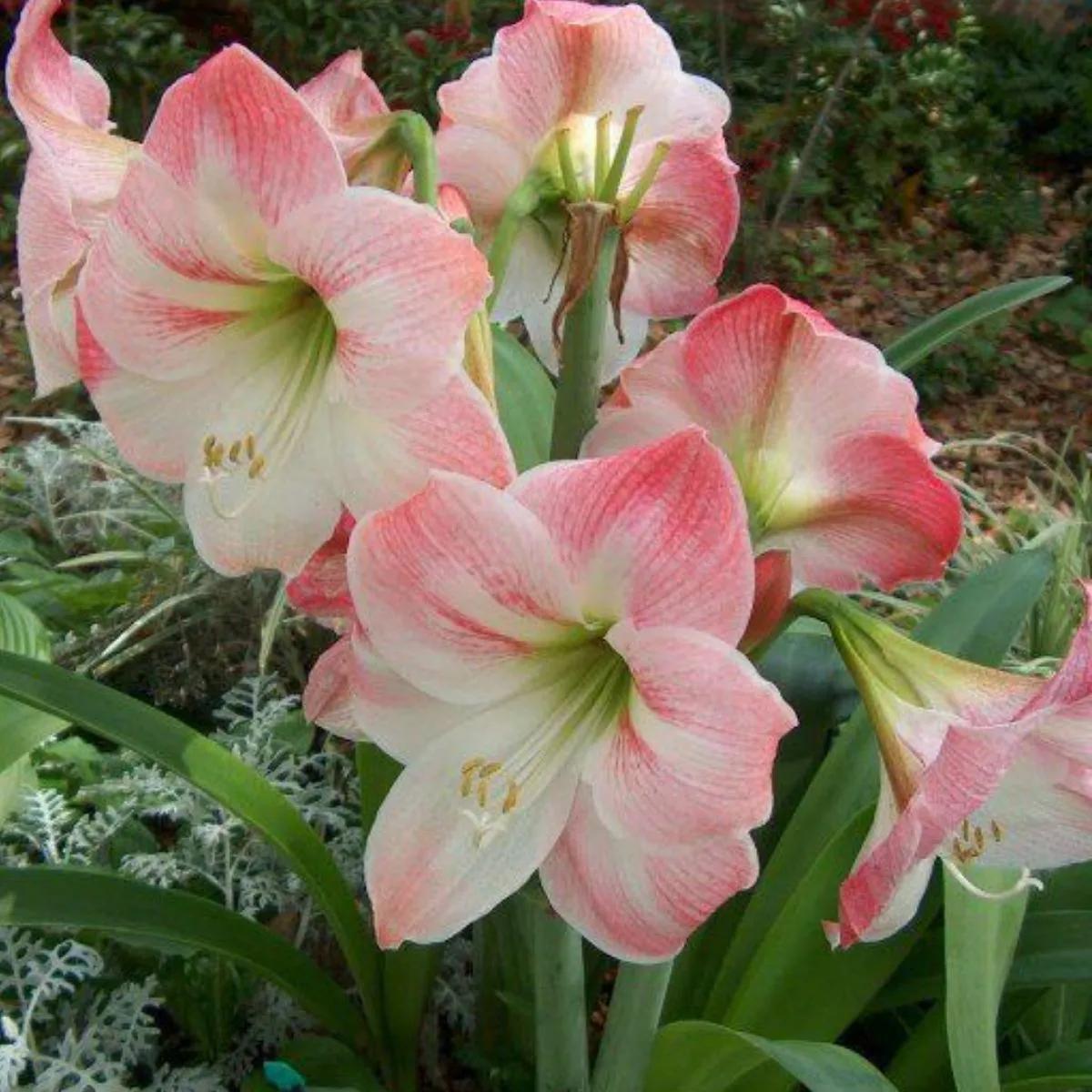 amarilis flor rosa - Qué colores hay de amarilis