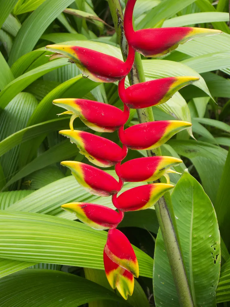 platanillo flor - Qué come la Heliconia