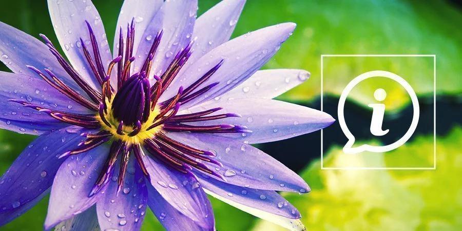flor de loto azul - Qué contiene el loto azul