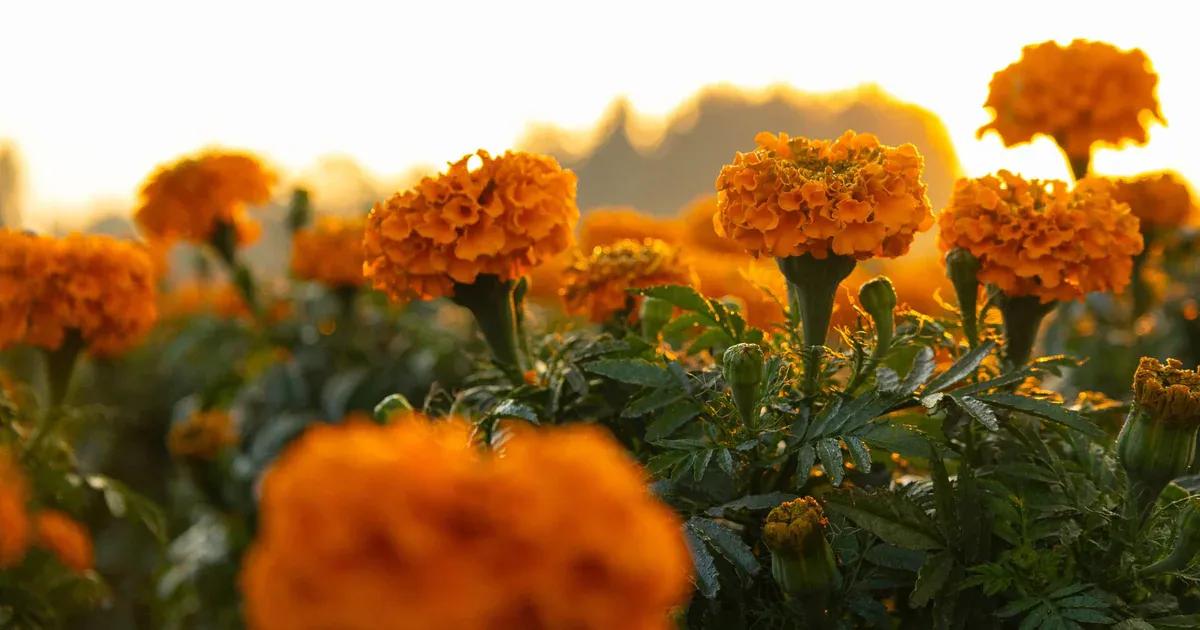 La Flor de Cempoalxóchitl: Un Símbolo Emblemático del Día de Muertos - Qué cuenta la leyenda de la flor de cempasúchil flor de cempoalxóchitl - Qué cuenta la leyenda de la flor de cempasúchil