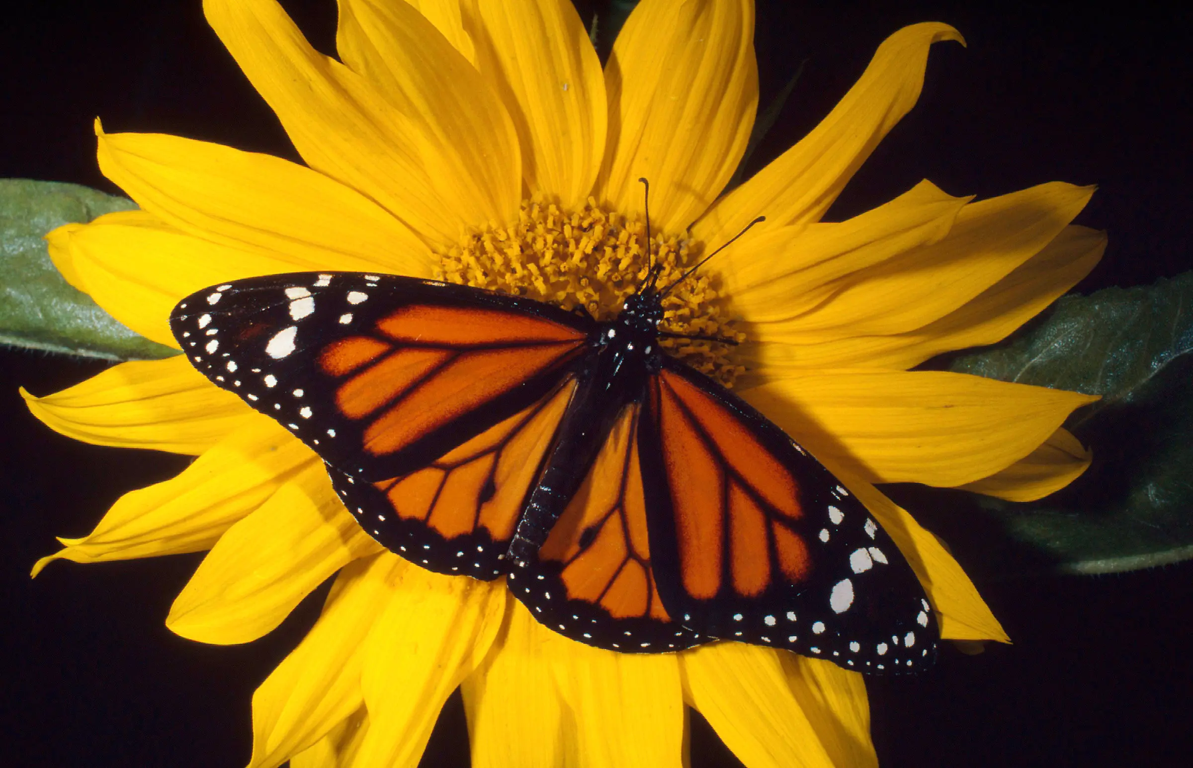 las mariposas polinizan las flores - Qué cultivos polinizan las mariposas