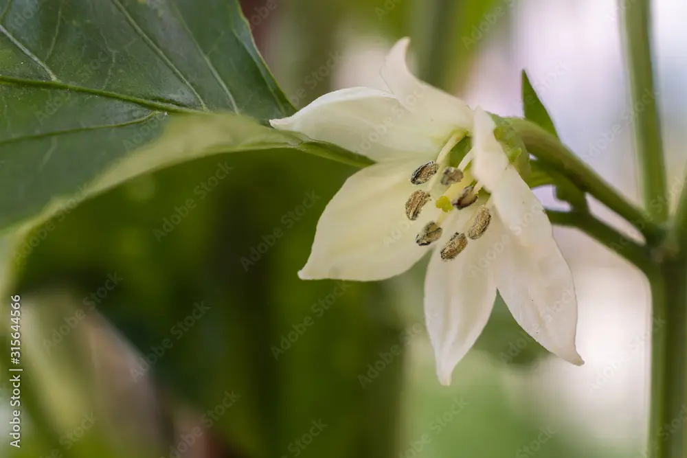 flor del pimiento morron - Qué diferencia hay entre el morrón y el pimiento