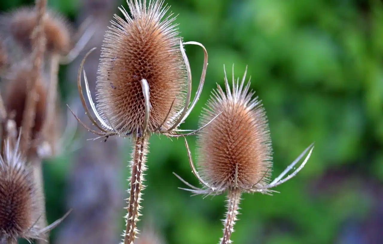 flor de cardon - Qué diferencia hay entre un cardón y un cactus