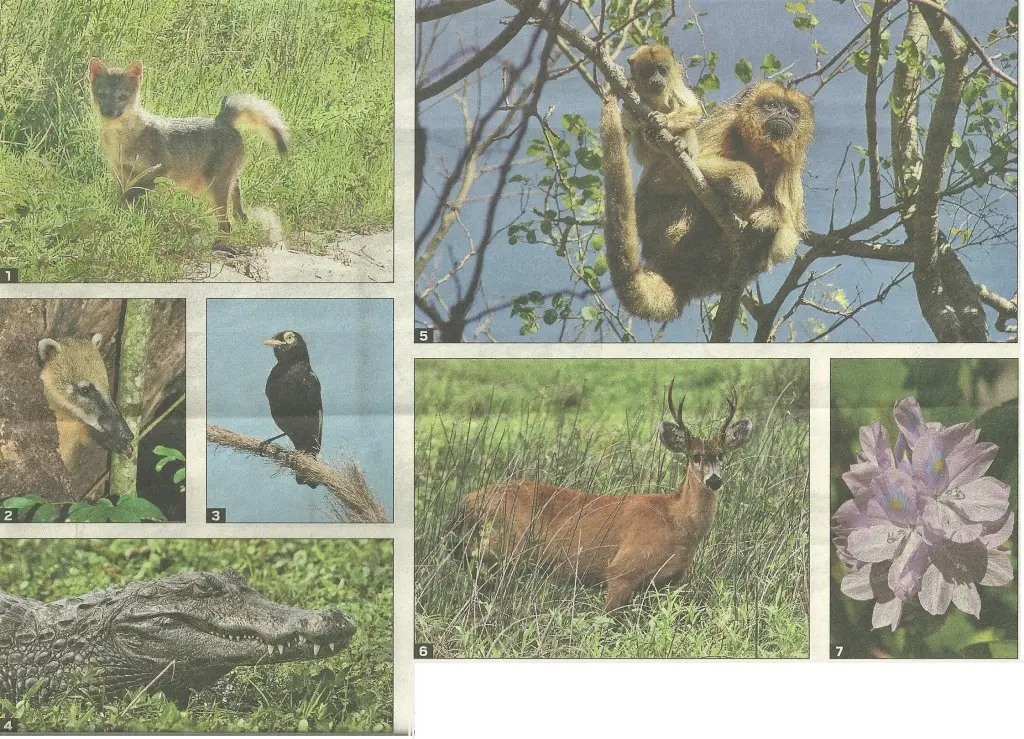 Flora y fauna del litoral: una diversidad biológica sorprendente - Que encontramos en un ecosistema litoral flora y fauna de litoral - Que encontramos en un ecosistema litoral