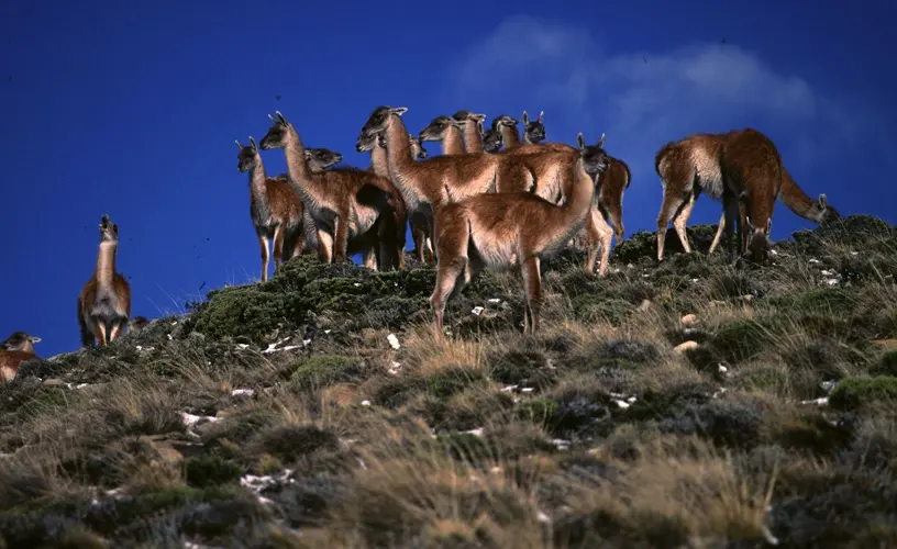 flora y fauna de perito moreno - Que encuentras en Perito Moreno
