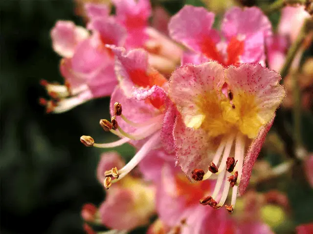 Castaño Rojo: Flores de Bach para la preocupación obsesiva - Qué es castaño rojo castaño rojo flores de bach - Qué es castaño rojo