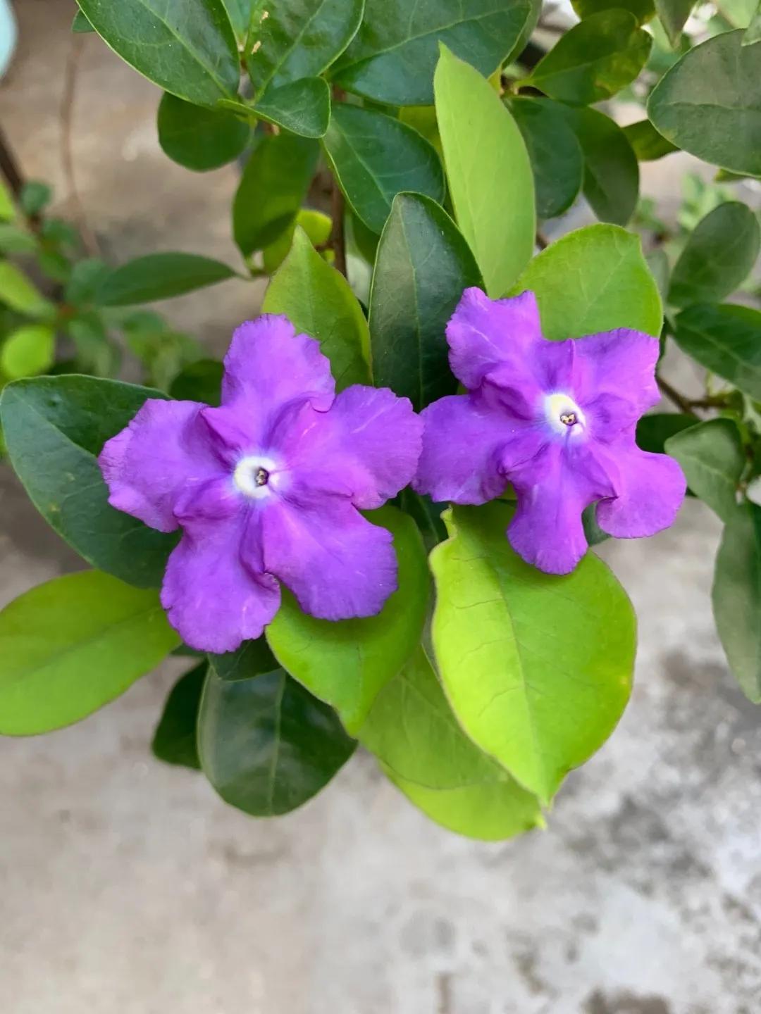 flor de manacá - Qué es el árbol Manaca