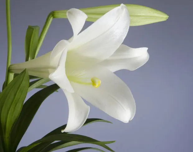 Flor de Lirio Imagen: Analizando la Belleza de los Lirios - Qué es el lirio y para qué sirve flor de lirio imagen - Qué es el lirio y para qué sirve